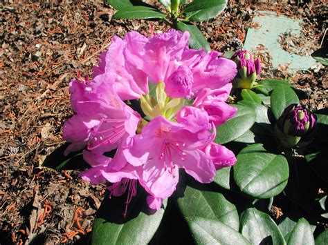 Pink Flowers Of Catawbiense Grandiflorum Nature Photo Gallery