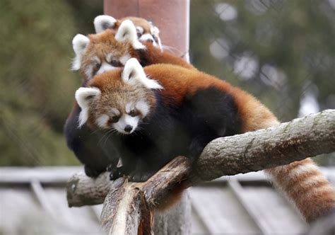 Seattle Zoo Unveils Twin Red Panda Cubs The Columbian