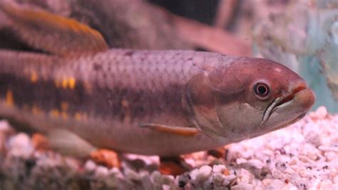 The Redrainbow Wolf Fish Erythrinus Erythrinus Youtube