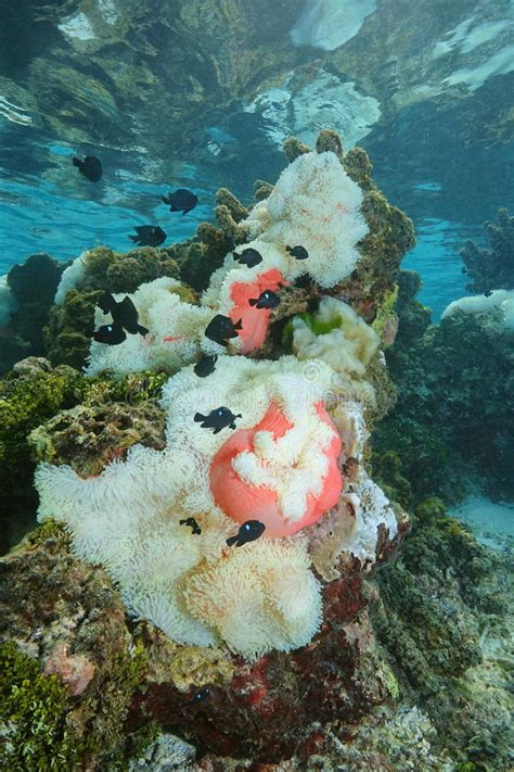 Sea Anemones Underwater Fish Lagoon Pacific Ocean Stock Image Image