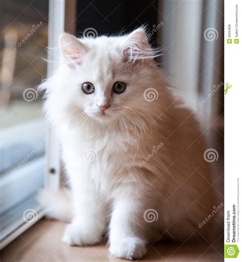 There are 136 longhaired kitten for sale on. White Long-Haired Kitten Waiting At The Door Royalty Free ...