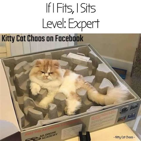 If I Fits I Sits Level Expert Rcatmemes