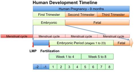 Filehuman Development Timeline Graph 02 Embryology