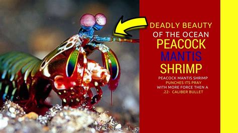 Peacock Mantis Shrimp Facts Did You Know About This Beautifull Creature