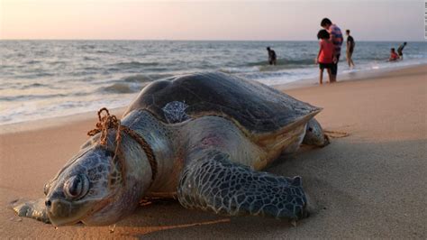 Miles De Especies Están En Peligro De Extinción Por Culpa Del Plástico