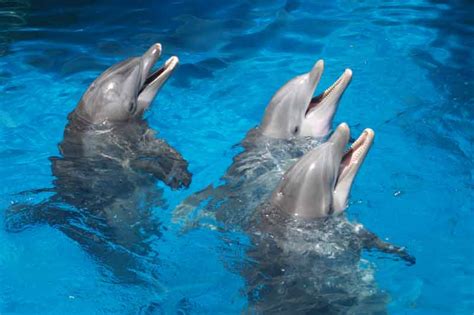 Sea Life Park Dolphin Interactions