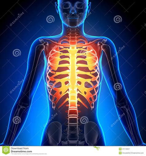 The human rib cage (thoracic cage) has the very important job of protecting the heart and lungs. Female Rib Cage - Anatomy Bones Stock Illustration - Illustration of person, vertebrae: 47172057