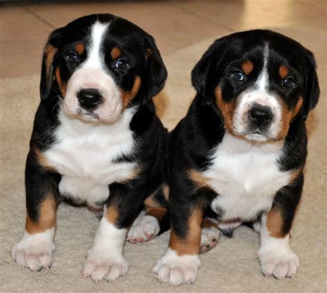 59 Great Bernese Mountain Dog Rescue Image Bleumoonproductions