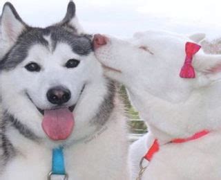 Creative ways to give your dog a unique female name. Female Dog Names that Start With the Letter P | cute ...