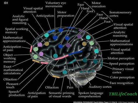 The anatomy of choice and the four characters that drive our life Brain map | TBI Life Coach | Pinterest | Maps