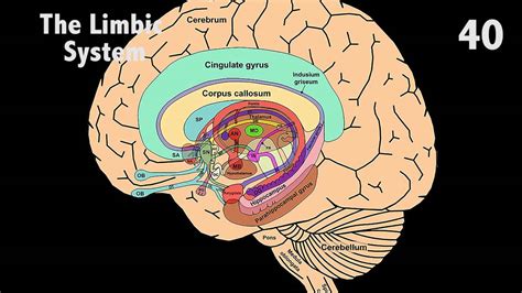 Brain Stem Limbic System Prefrontal Cortex