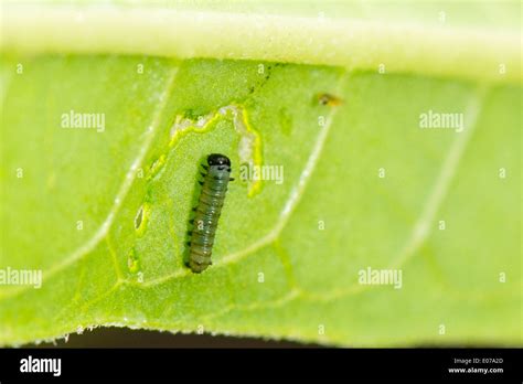 A Young Larva Of The Monarch Butterfly Stock Photo Alamy