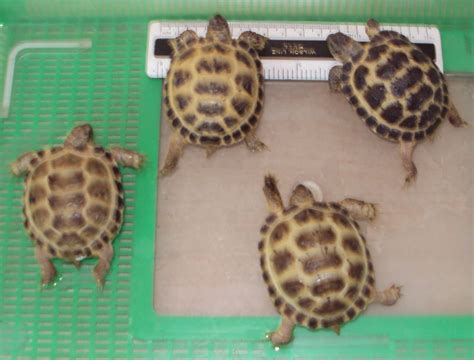 Tortoises for sale, pet tortoise uk specialising in captive bred mediterranean tortoises for sale to uk residents. Baby Horsfields tortoises for sale | Dunfermline, Fife ...