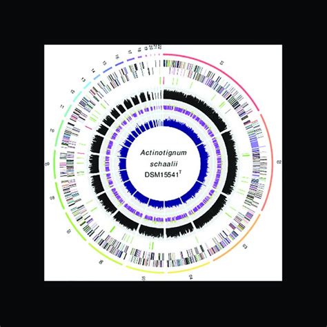 General Genome Characteristics Of Actinotignum Schaalii Dsm 15541 T