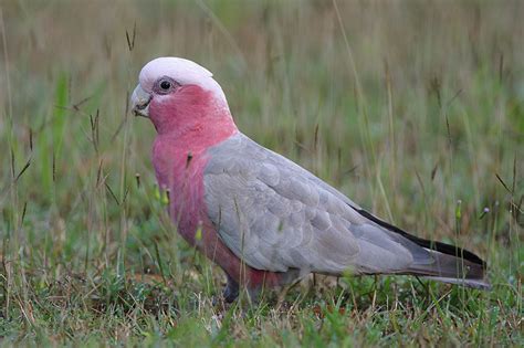 Australian Pink Parrots