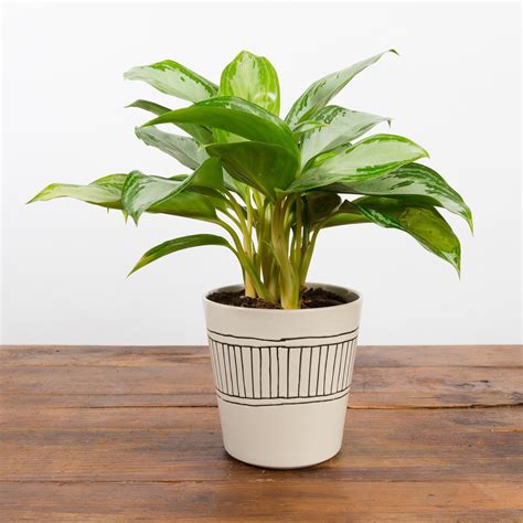 Aglaonema ‘emerald Bay Urban Sprouts