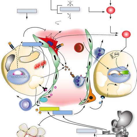 Pdf Pathways Of Liver Injury In Alcoholic Liver Disease