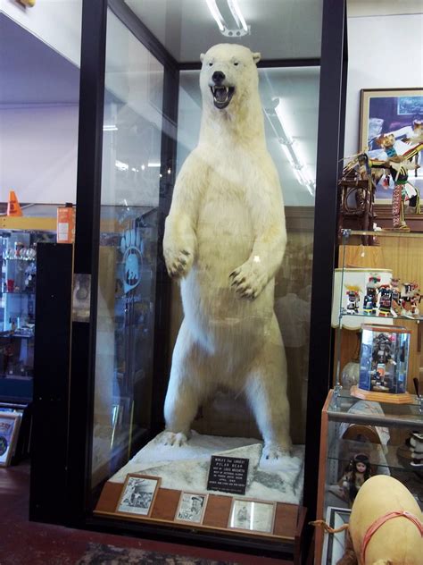 Worlds Largest Bear Shot In Alaska