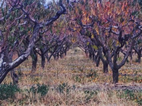 In fact, some tree services, such as pruning fruit trees to maximize fruit production, should only be done while trees are dormant during winter. Fruit Tree Pruning at Its Best: Can Fruit Trees be Pruned ...