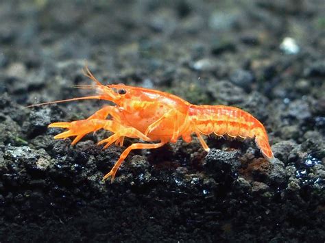 Aquatic Arts 1 B Grade Cpo Crayfish Live Freshwater Aquarium Lobster