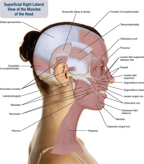 9 muscles of the head musculoskeletal key