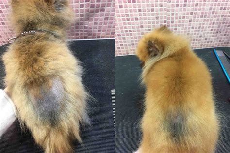 Alopecia X Microneedling Banishes Bareness In Precious Pomeranian