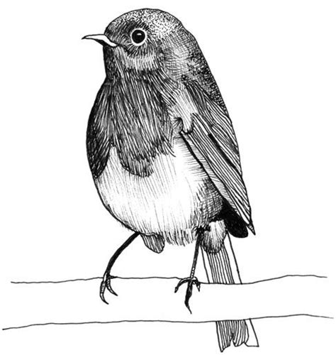 Drawing Of A Robin Pencil Art Drawings Bird Drawings Ink Drawing