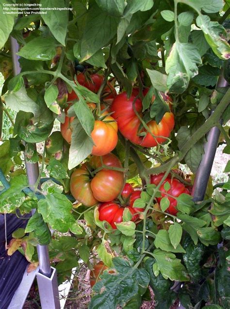 Plantfiles Pictures Tomato Beefmaster Lycopersicon Lycopersicum By