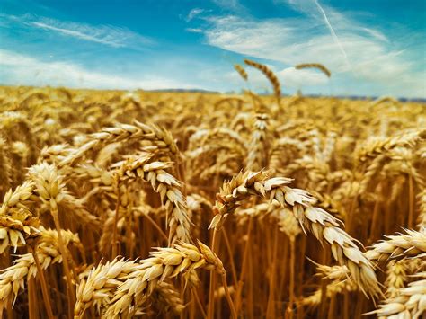 Field Wheat Grain Free Photo On Pixabay Pixabay