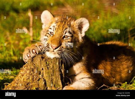 Siberianamur Tiger Cub Resting Stock Photo Alamy