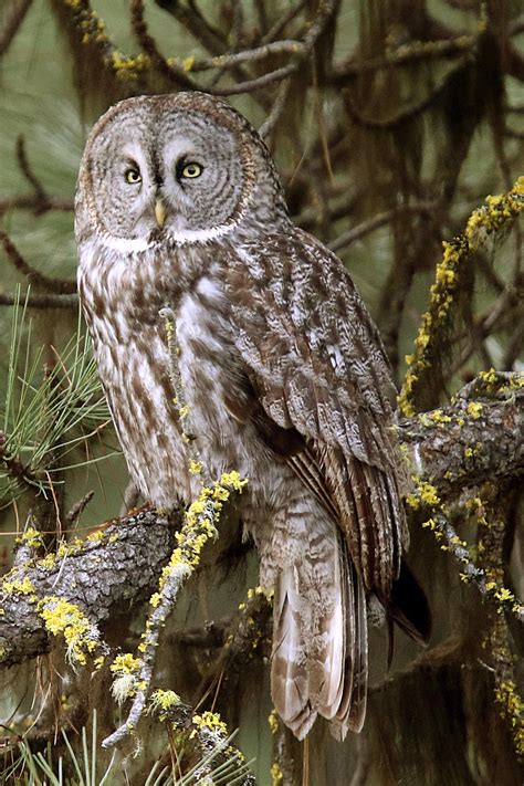 Great Gray Owl Us National Park Service