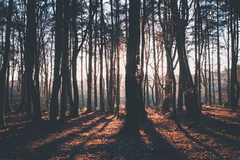 Wallpaper Id 234767 Silhouette And Shadows Of Forest Trees During