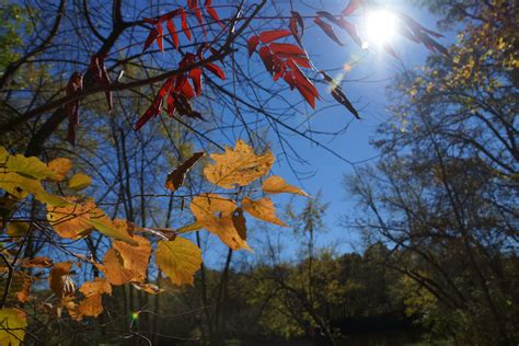 Free Images Nature Forest Branch Sky Sunlight Leaf Fall Flower