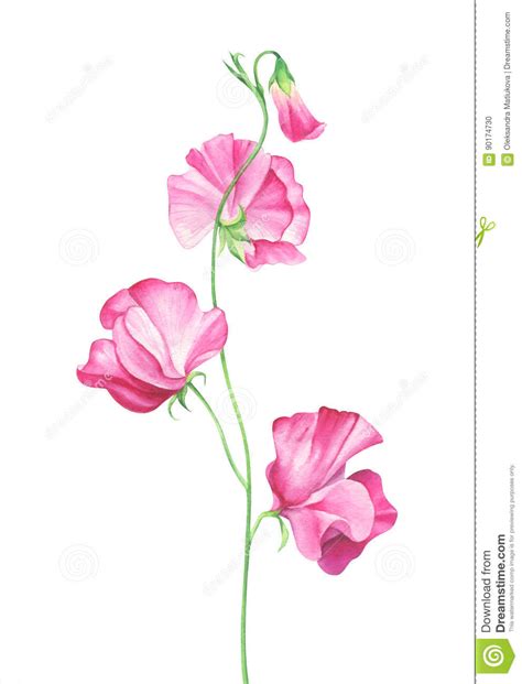 Watercolor Sweet Pea Flowers On White Background Stock Illustration