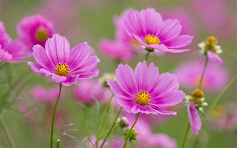 Download Pink Flower Flower Nature Cosmos Hd Wallpaper