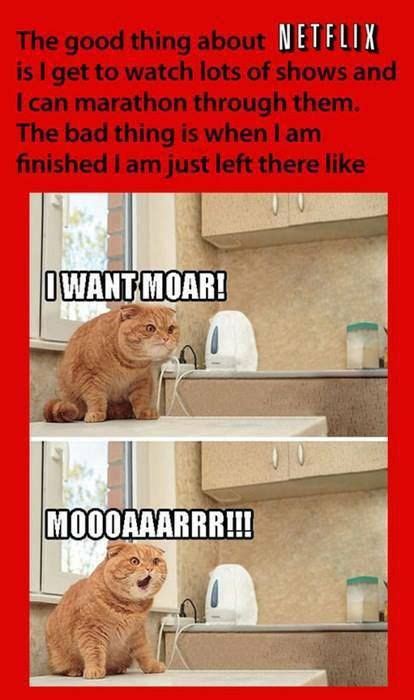 Moar Cat Funny Animal Memes Cute Funny Animals Funny Cute Cute Cats
