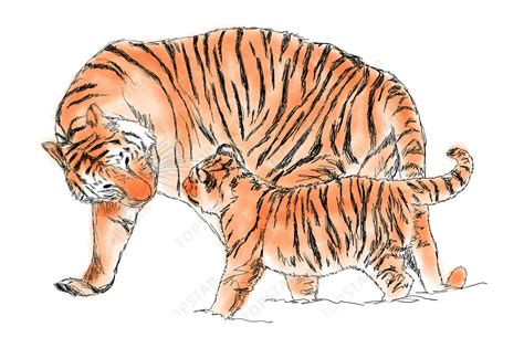 Tiger Mom Tiger Cub Drawing Colored Gráfico Por Topstar · Creative Fabrica