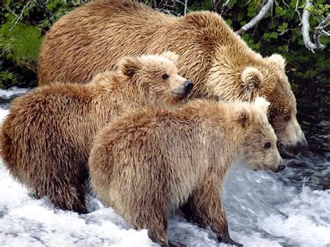 All About Animal Wildlife Grizzly Bear Images Photos And Information