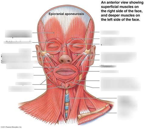 Head And Neck Muscles Diagram Quizlet