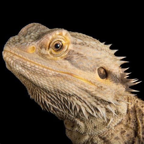 Bearded Dragons Facts And Photos