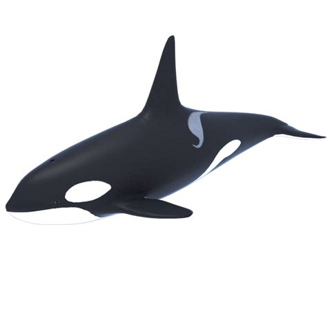 Killer Whale Png Transparent Image Download Size 850x850px