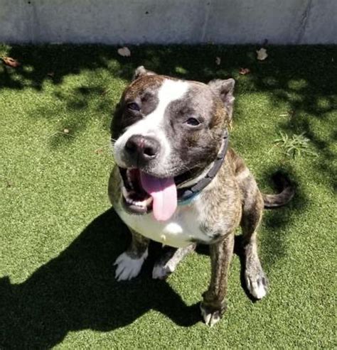 Stay in touch with your doctor. Want a dog? After initial rush of adoptions, Northeast ...