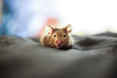 Ratten fühlen sich im garten oft heimisch und machen auch nicht vor dem zugang in wohnhäuser halt. Mäuse im Garten vertreiben I Ratgeber & Tipps