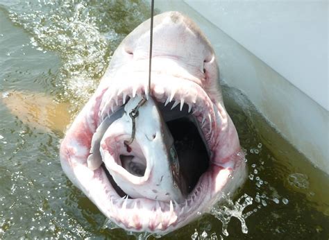 Is it allowed in islam? Catch of the Day: US Crew Capture Shark Eating Dogfish ...