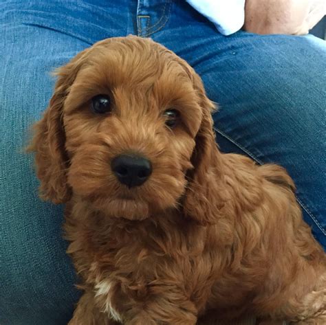 Teddy The Cockapoo Age Weeks Colour Apricot Cockapoo Puppies
