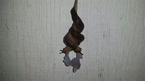 Have You Ever Wondered How Slugs Have Sex Footage Shows Extremely Rare Mating Ritual Mirror