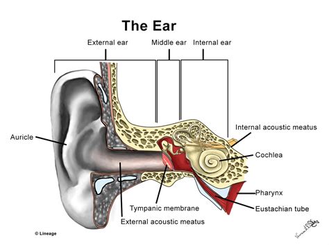 The inner ear is at the end of the ear tubes. Conductive vs. Sensorineural Hearing Loss - Ear, Nose ...