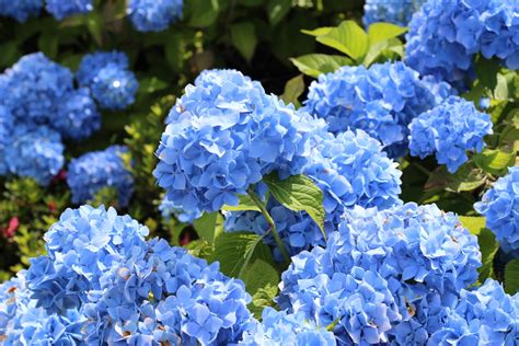 If you want to see more amazing pictures and all the expert tips on how to buy seeds, plant, care for your names of flowers with a, click on the name of each flower chosen below: Blue Flower Names and other Blue Flower Information ⋆ ...