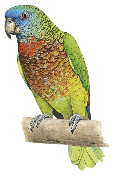St Lucia Parrot Amazona Versicolor World Bird Names