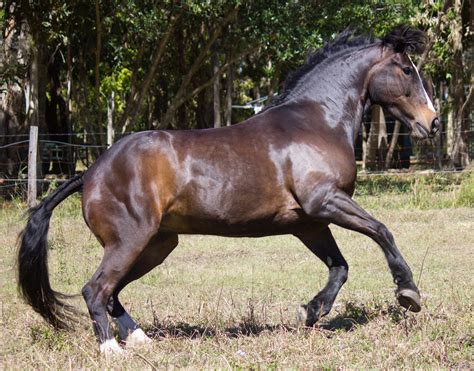 Australian Draft Horse On Equinebreeds Stock Deviantart